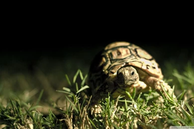 Download Close Up Eyes Wallpapers 2560x1600