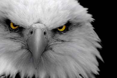 Eagle Close up HD Wallpaper.jpg