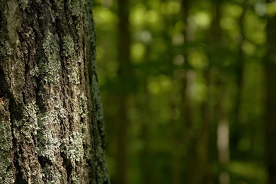 Forrest Wallpapers 63109