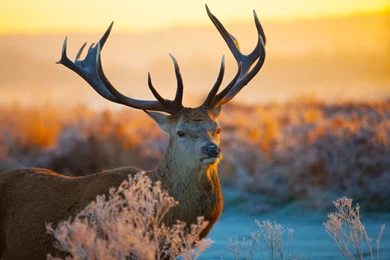 Fantastic Deer Close Up Wallpapers