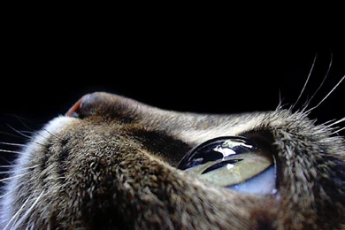 Close up Eyes Cats Faces Wallpapers
