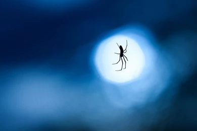 Spider Night Moon Close Up Fullscreen Wallpape