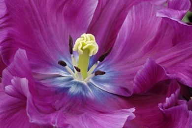 Close Up Of A Purple Tulip Wallpapers