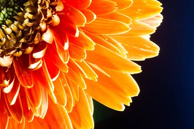 4K Orange Flower Close Up Wallpapers