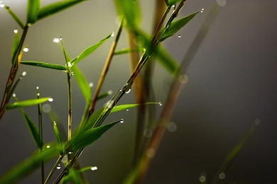 Download Wallpapers 1920x1080 Grass, Dew, Close up Full HD 1080p HD ...