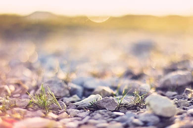 Ground Close up Wallpapers