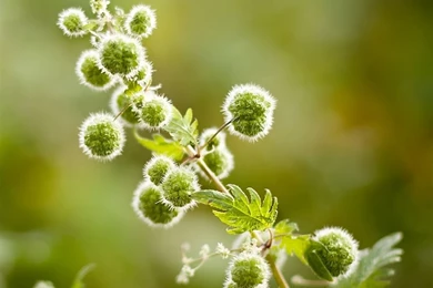 Plant Close Up iPad Air Wallpapers Download