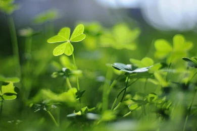 Green Nature Wallpapers