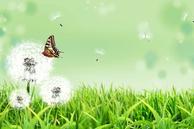 Nature Butterfly Backgrounds : Full HD Desktop Wallpapers : Wallinda