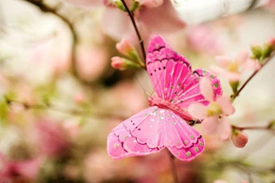 Pink Butterfly Background.jpg