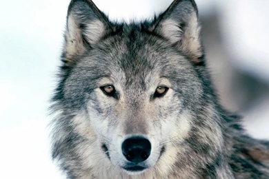 Wolf Wallpapers   Widescreen HD Wallpapers