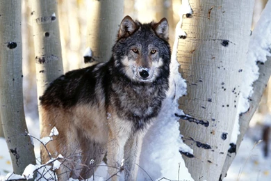 Wolves Wallpapers Free   Wallpapers Cave