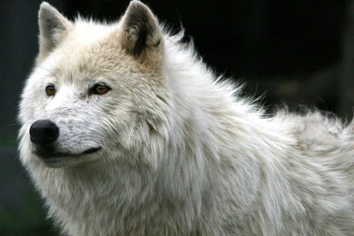 Gray Wolf Wallpapers 11 Photos Of Download Gray Wolf Wallpapers: By ...
