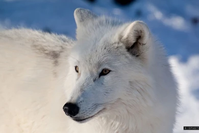 Arctic Wolf Wallpapers   Wallpapers Cave