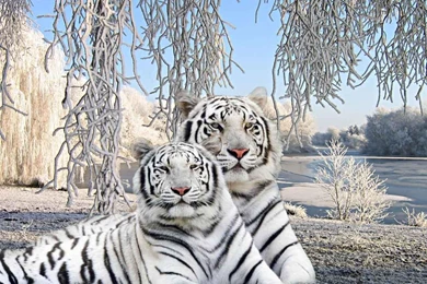 Different White Tiger Wallpapers