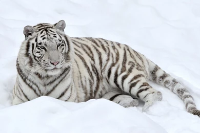White Tiger Wallpapers   Animal Wallpapers