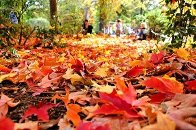 Download Autumn Leaves Wallpapers Mobile