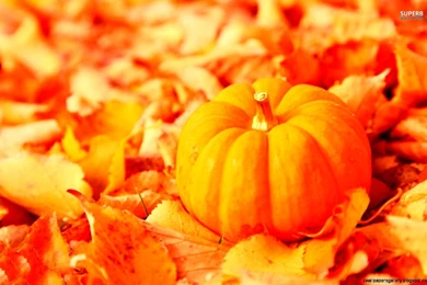Fall Leaves And Pumpkin Wallpapers