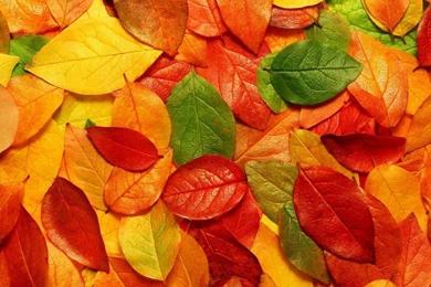 Wallpapers Weekends: Fall Leaves For iPad