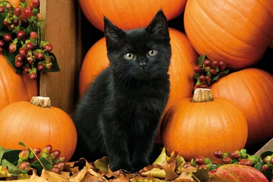 Cats: Autumn Kitten Cat Berries Pumpkins Fall Halloween Black ...