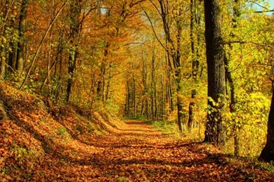 Scarecrows Of The Heart