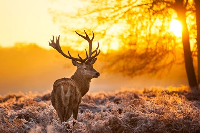 Download Wallpapers 2560x1440 Reindeer, Lights, Tree Mac iMac 27 HD ...