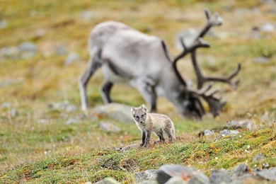 Arctic fox With Reindeer Backgrounds