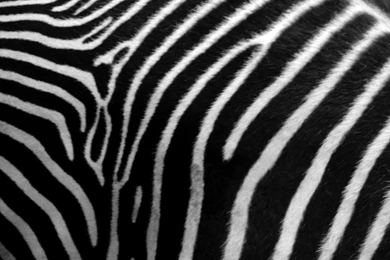 Download Animal Print Zebra Skin Phone Wallpapers