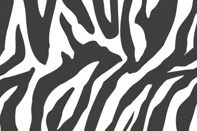 Zebbie White Zebra Print Wallpaper, Swatch.   Modern   Wallpapers ...