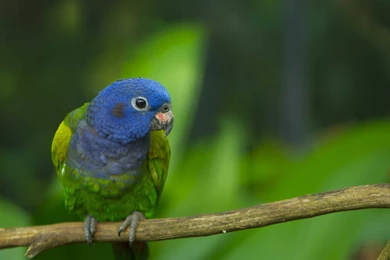 Quaker Parrot Bird HD Wallpapers For Desktop And Mobile