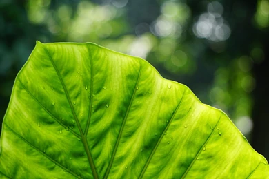 Pure Greenish Wallpapers :: HD Wallpapers