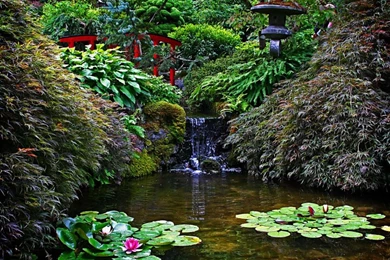 Japanese Garden With Waterlily Pond (