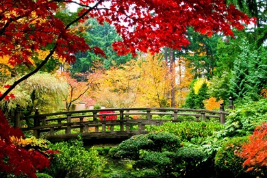 Japanese Garden Washington Park Wallpapers