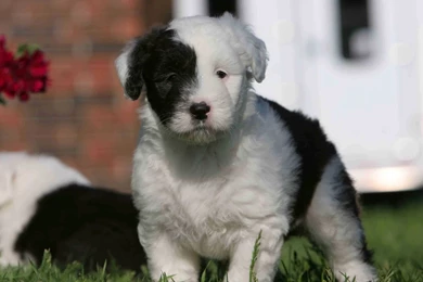 Old English Sheepdog Wallpapers 48066