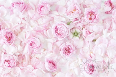 English Rose Wallpapers   Wallpapers HD Base