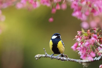 Bird Spring Flowers Wallpapers