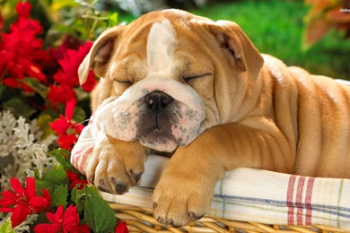 White English American Bulldog   Wallpaper.