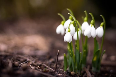 Pictures Of Spring Flowers Download