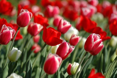 Tulip Spring Flowers.jpg