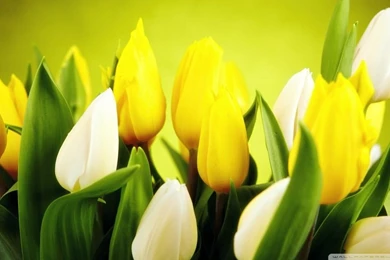 Spring Flowers HD Desktop Wallpapers : High Definition : Fullscreen ...