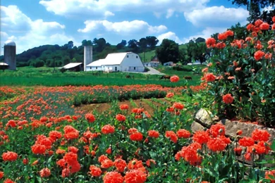 Spring   Seasonal Wallpapers   Page 2   Crazy Frankenstein