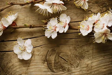 Pretty Flower Wallpapers Phone