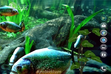 Piranha Aquarium 3D Live Wallpapers   YouTube
