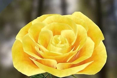 3D Rose Live Wallpapers Free   Android Apps And Tests   AndroidPIT