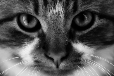 Hd Cat Wallpapers, Cute Cat Photos, Free Cat Images, Claw, Hairy ...