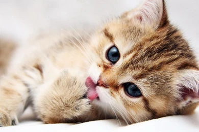 Cute Cat Wallpapers Widescreen