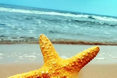 Most Viewed Free Iphone Wallpapers