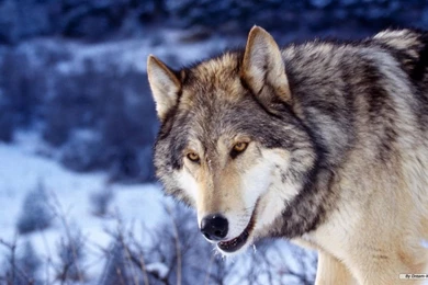 Free Wallpapers   Free Animal Wallpapers   Wolf Wallpapers   1366x768 ...
