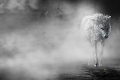 Wolf Computer Wallpapers, Desktop Backgrounds