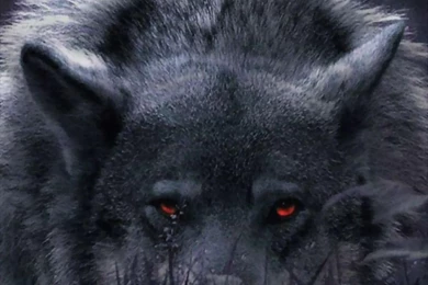 Wolf Computer Wallpapers, Desktop Backgrounds